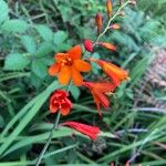 Crocosmia × crocosmiifloraFlor