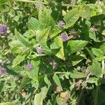 Marsypianthes chamaedrys Flor