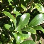 Pittosporum senacia Leht