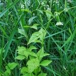 Geum laciniatum ഇല