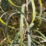 Salix eleagnos Feuille