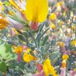 Cytisopsis pseudocytisus Flower