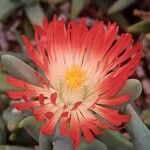 Astridia longifolia Flower