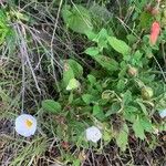 Cistus salviifolius ফুল