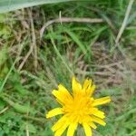 Scorzoneroides autumnalis Flower