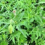 Papaver setiferum Foglia