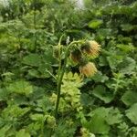 Cirsium erisithalesBlüte