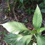 Barleria oenotheroides Liść