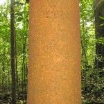 Macrolobium bifolium Cortiza