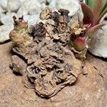 Euphorbia orobanchoides Hoja