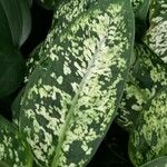 Dieffenbachia fosteri