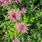 Monarda fistulosa 花