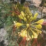 Erythrostemon gilliesii Çiçek