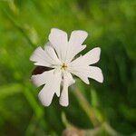 Silene dichotoma Flower