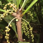 Clavija costaricana Flower