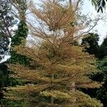 Terminalia mantaly Habit