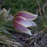 Anemone vernalis Blomst