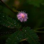 Mimosa pudica Õis