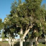 Melaleuca leucadendra Habitus