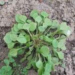 Claytonia rubra Blatt