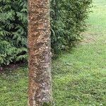 Salix × pendulina বাকল