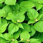 Galinsoga quadriradiata autre