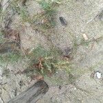 Artemisia campestris Frunză