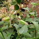 Trichodesma africanum Hábito
