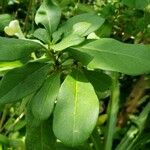 Brunfelsia americana 葉