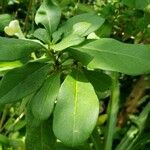 Brunfelsia americana Leaf