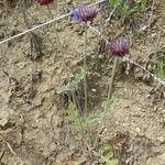 Salvia columbariae Hàbitat