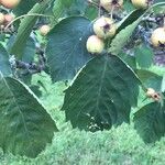 Crataegus mollis Leaf