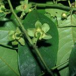 Guatteria punctata 果實