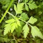 Torilis arvensis Leaf