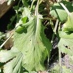 Eryngium planumBlad