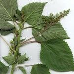 Laportea aestuans Other