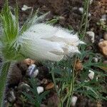 Anemone pulsatilla 花