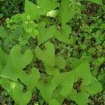 Ipomoea lacunosa Frunză