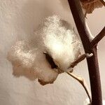 Gossypium herbaceum Mbuma