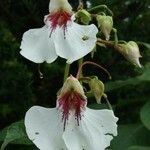Impatiens tinctoria Цвят