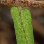 Lomariopsis hederacea Leaf