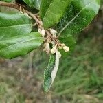 Elaeagnus macrophylla Flor