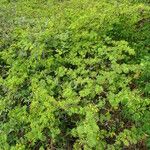 Vachellia tortuosa Tervik taim