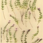 Micromeria marginata Otro