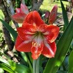 Hippeastrum correiense Flor