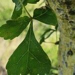 Commiphora schimperi برگ