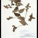 Waltheria viscosissima
