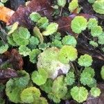 Saxifraga stolonifera Blad