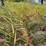 Phragmites australis Alkat (teljes növény)