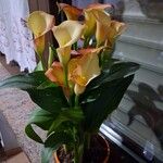 Zantedeschia albomaculataHabitus